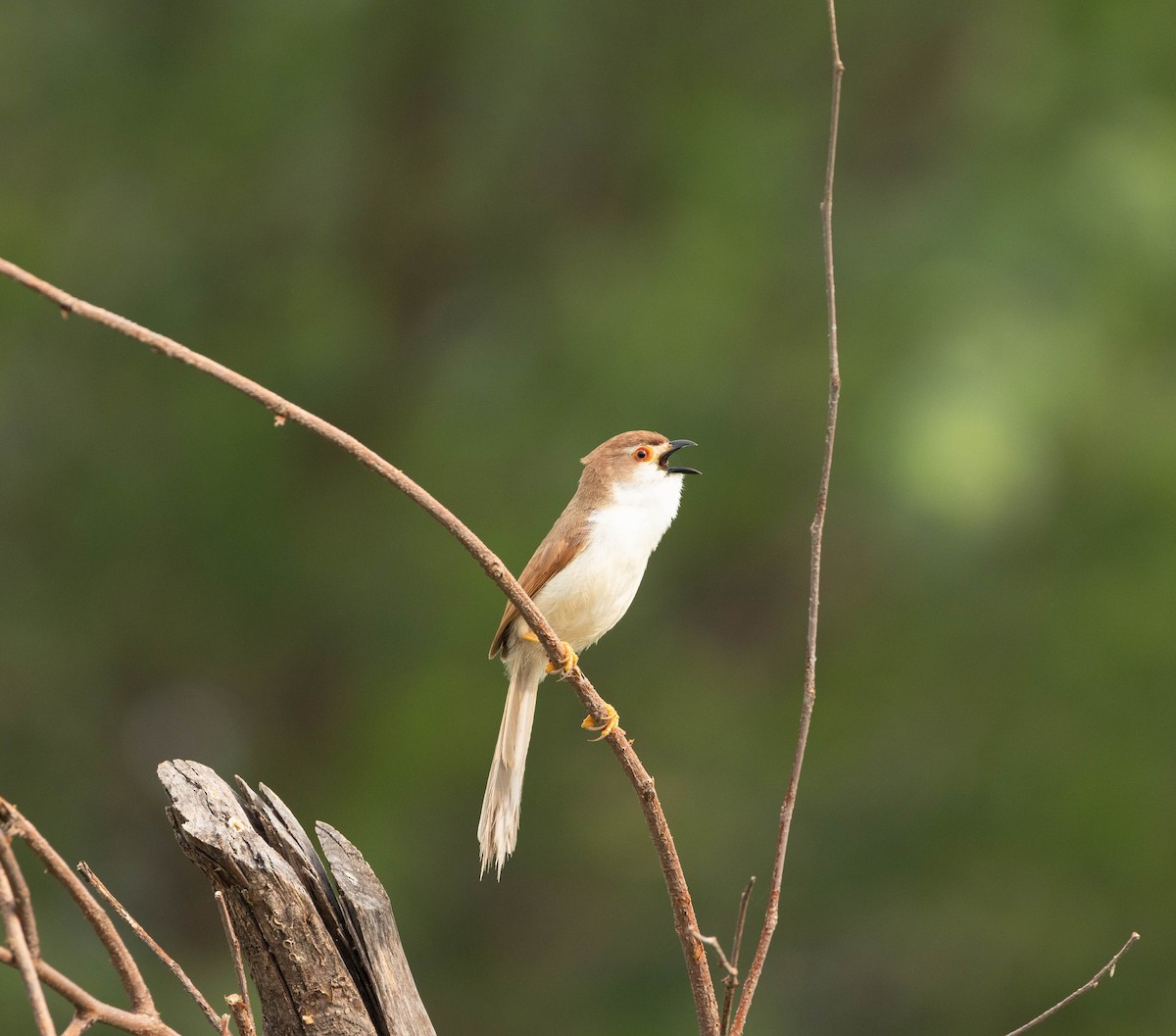 Yellow-eyed Babbler - ML642001917