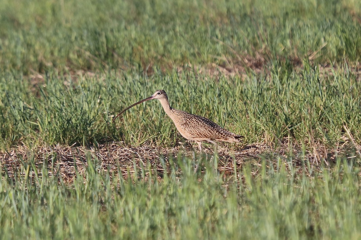 Long-billed Curlew - ML642001918