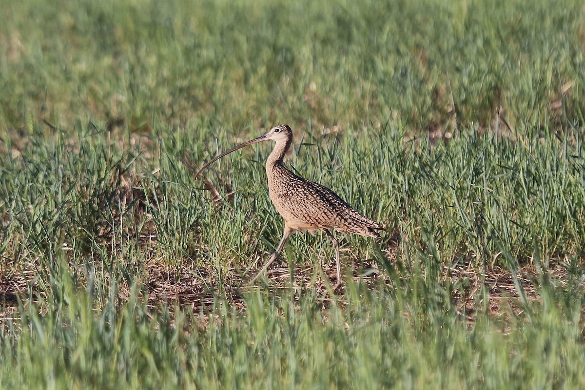 Long-billed Curlew - ML642001919