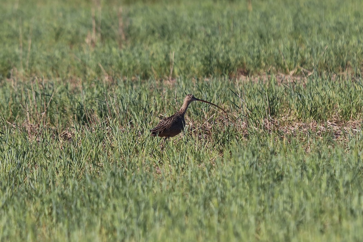 Long-billed Curlew - ML642001921