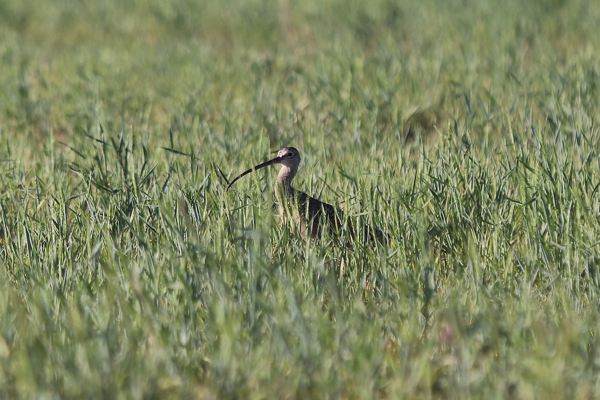 Long-billed Curlew - ML642001922