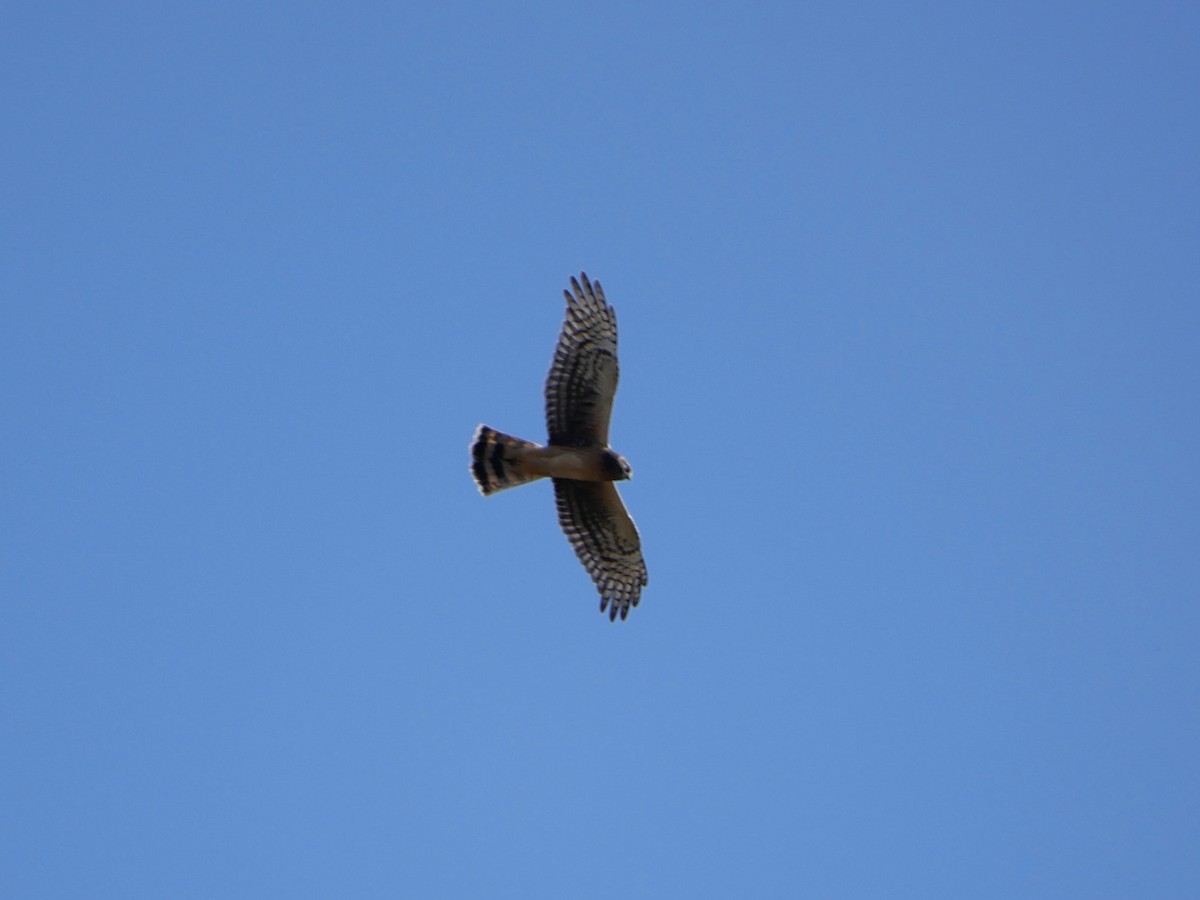 Northern Harrier - ML642001925
