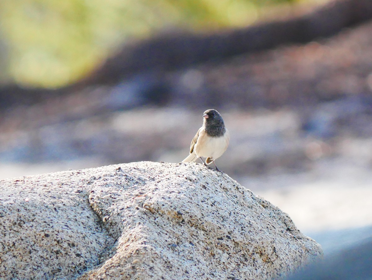 Dark-eyed Junco - ML642001928