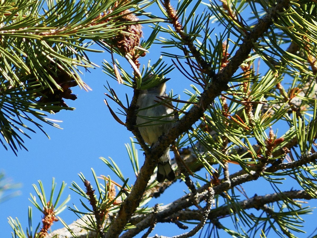 Yellow-rumped Warbler - ML642001938