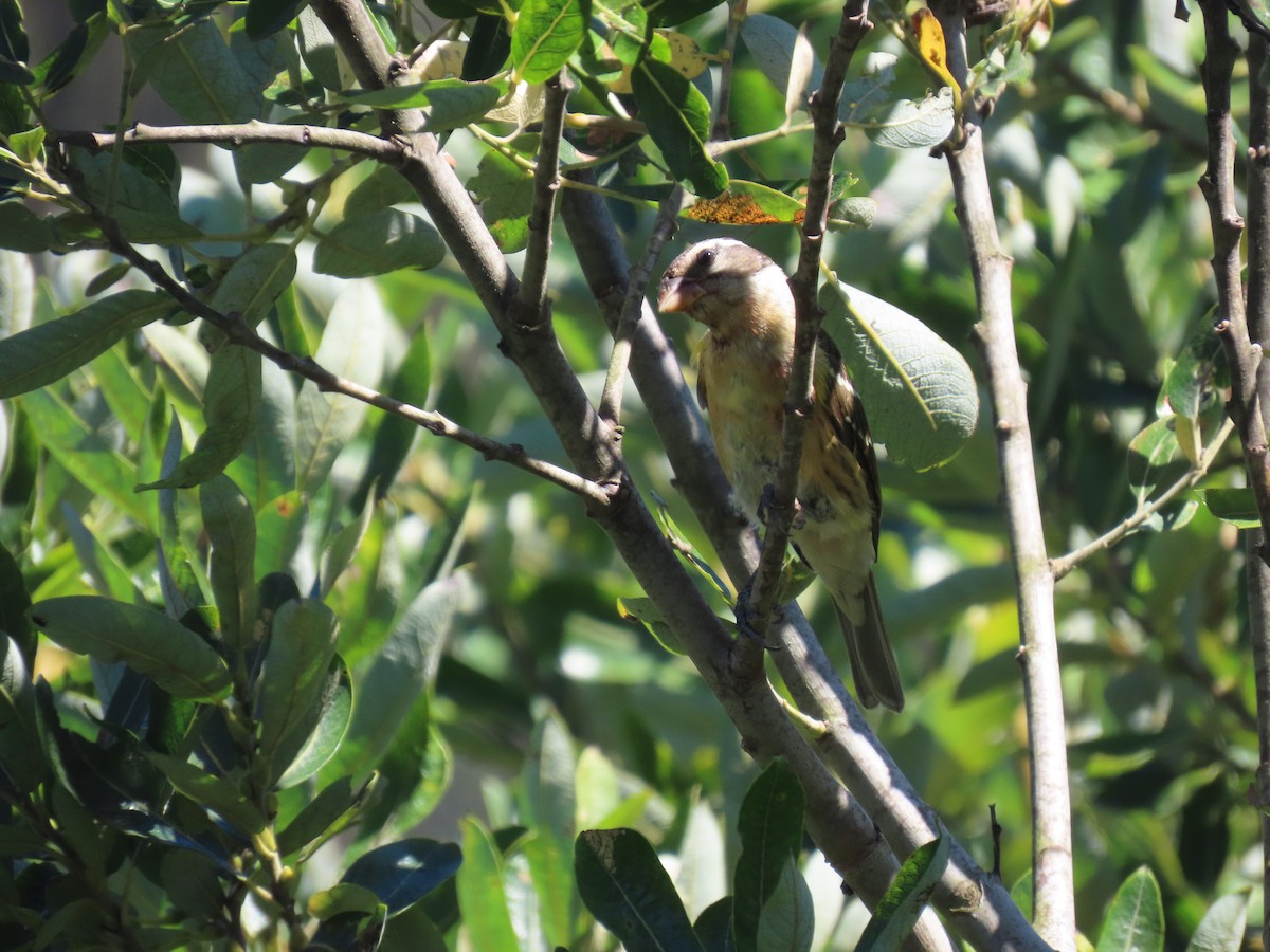 Black-headed Grosbeak - ML642001943