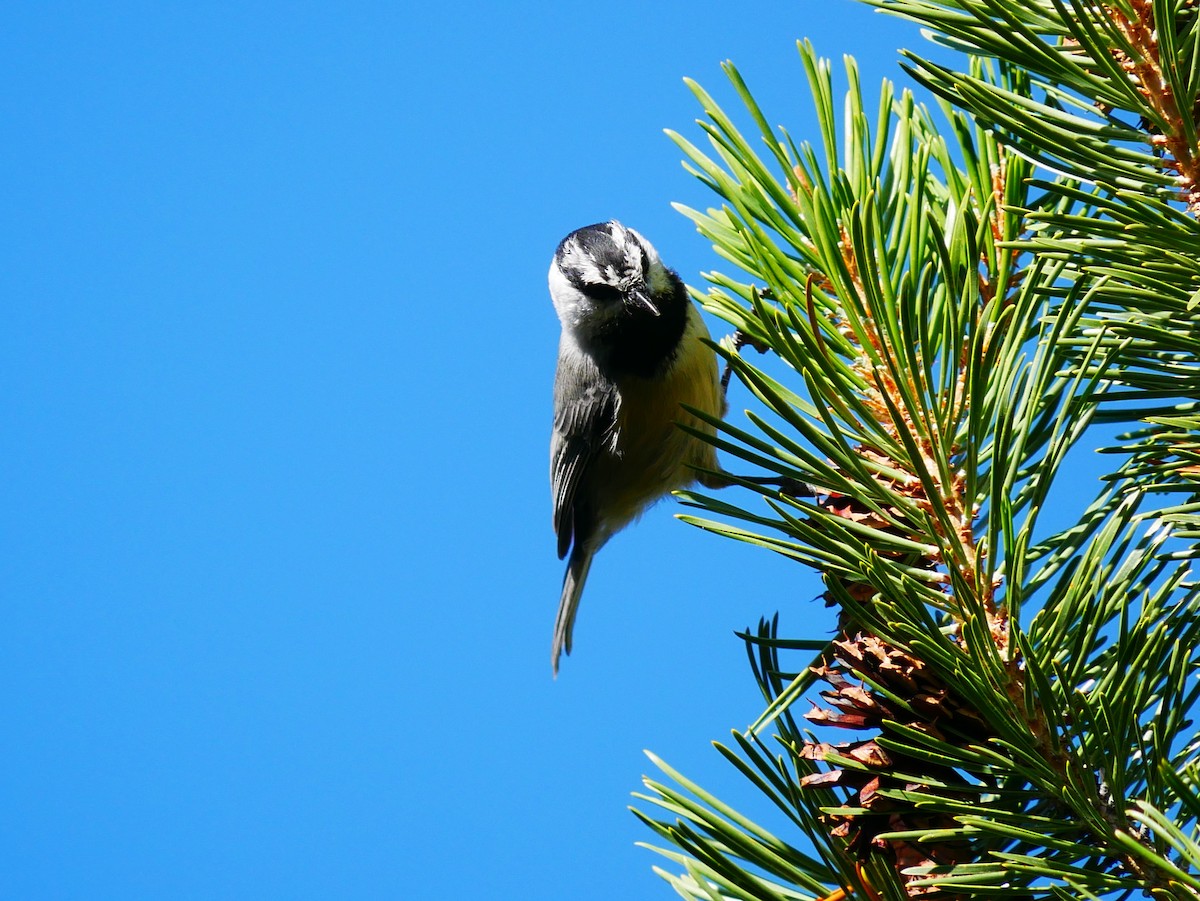 Mountain Chickadee - ML642001945