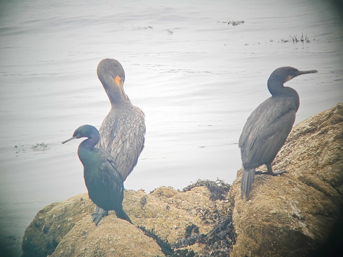 Brandt's Cormorant - ML642001949