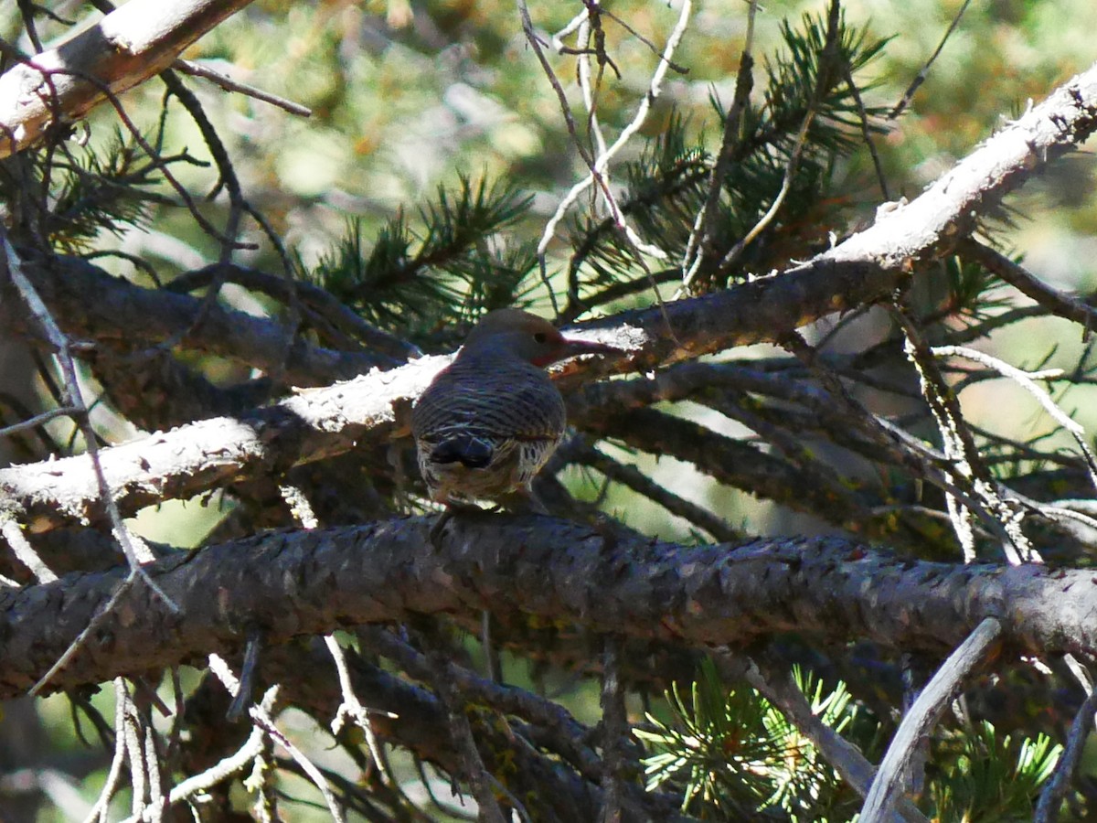 Northern Flicker - ML642001952