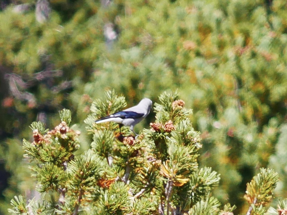 Clark's Nutcracker - ML642001953