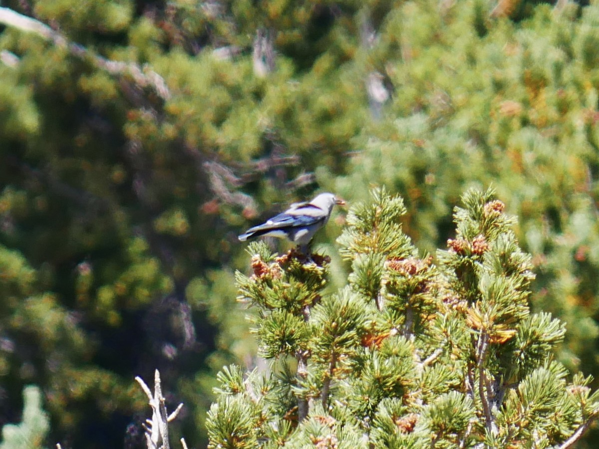 Clark's Nutcracker - ML642001954
