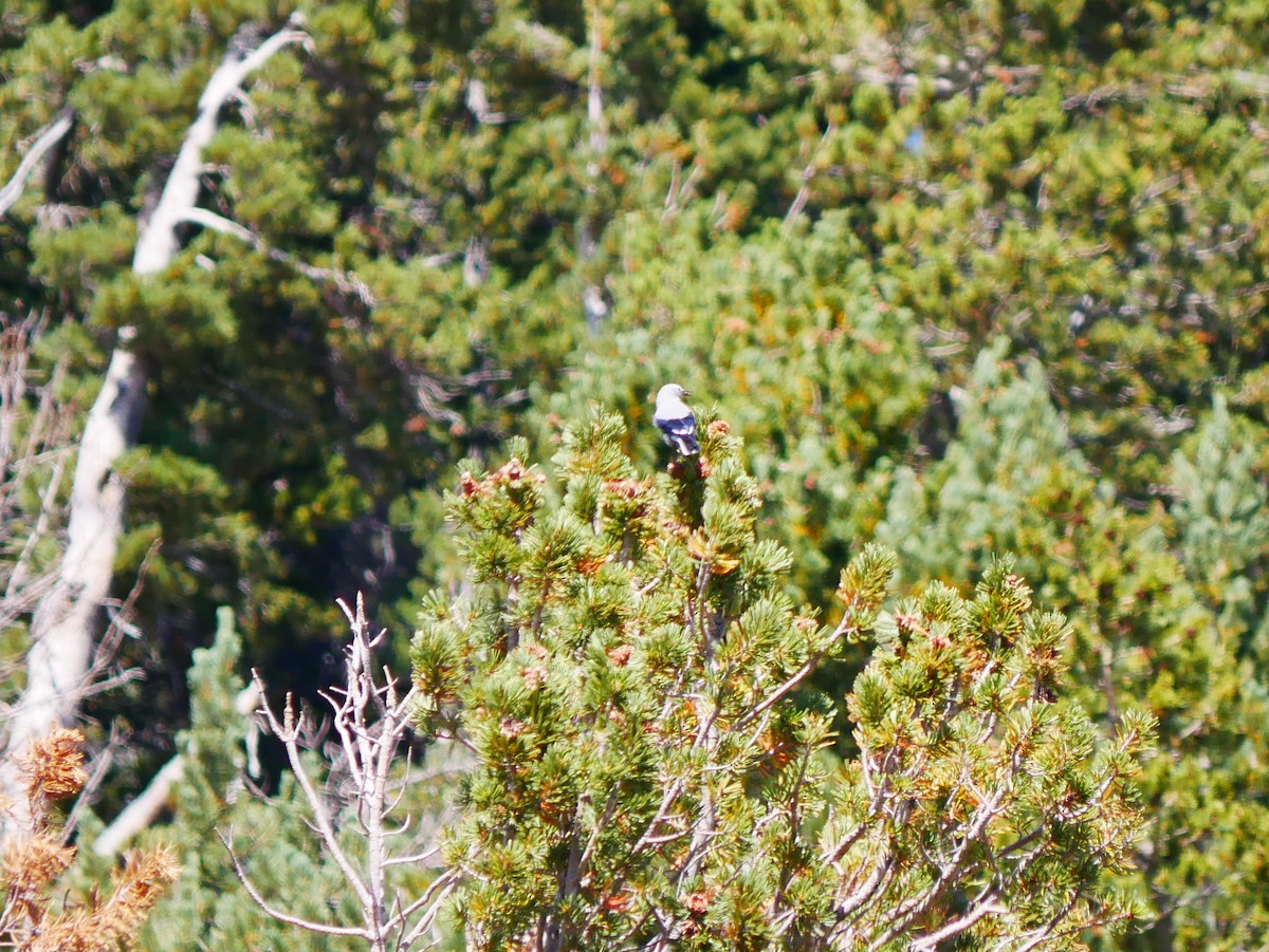 Clark's Nutcracker - ML642001955