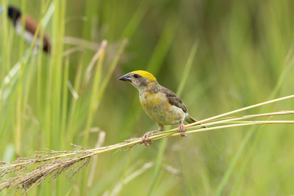 Baya Weaver - ML642001961