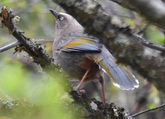 Elliot's Laughingthrush - ML642001976