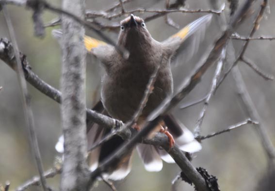 Elliot's Laughingthrush - ML642001979