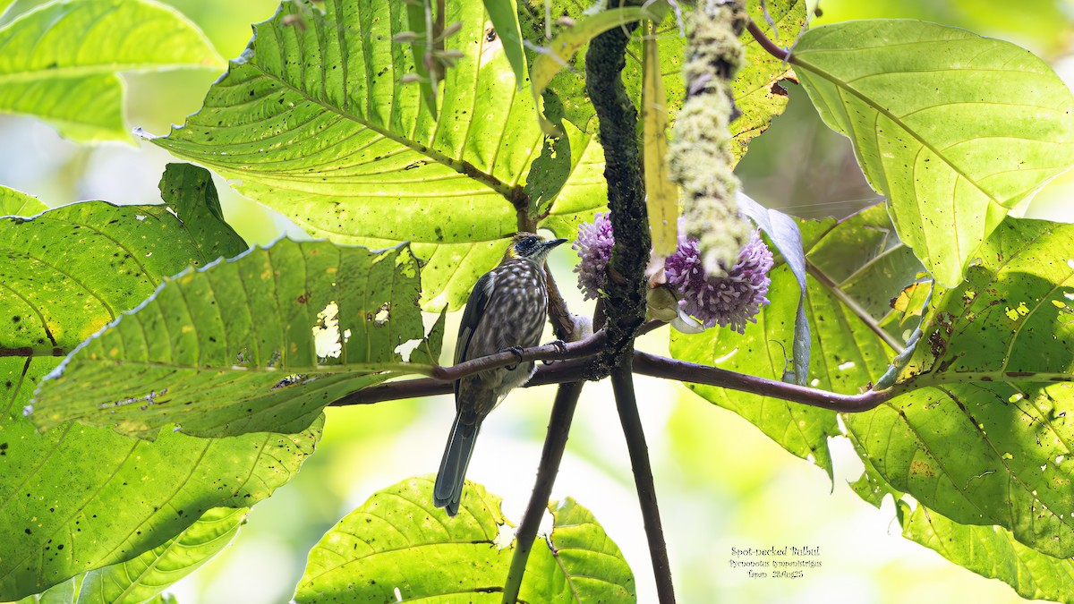 Spot-necked Bulbul - ML642001982