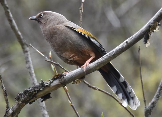 Elliot's Laughingthrush - ML642001983