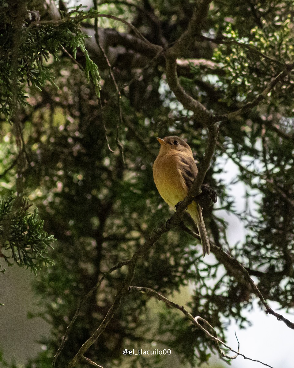 Buff-breasted Flycatcher - ML642001992