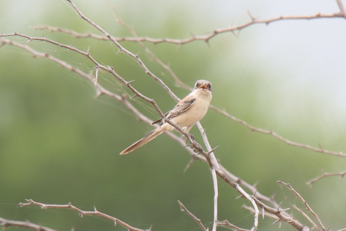 Bay-backed Shrike - ML642002005