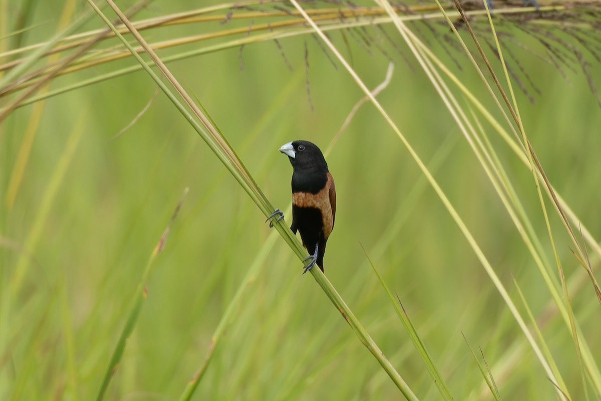 Chestnut Munia - ML642002014