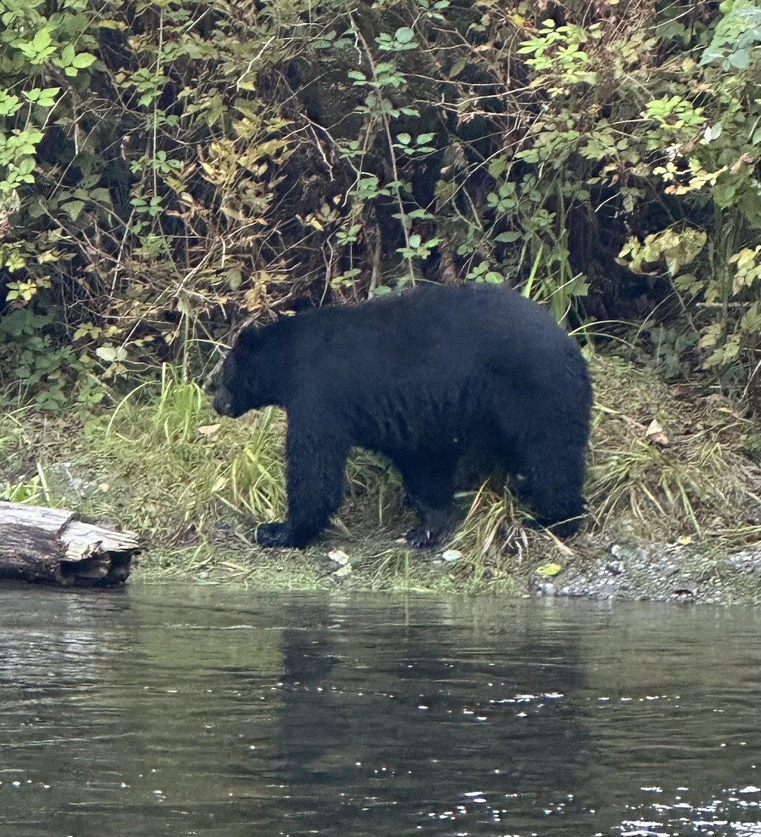 Animals - ML642002015