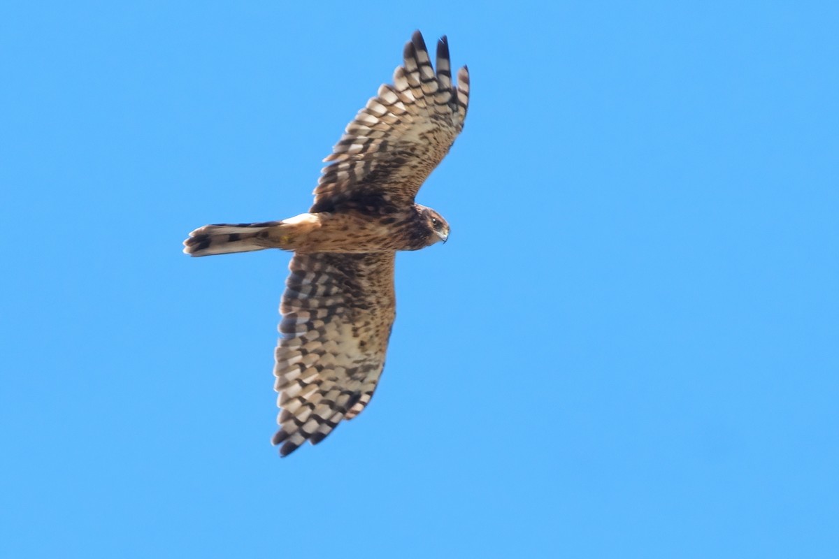 Northern Harrier - ML642002017