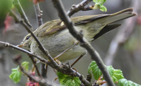 Buff-barred Warbler - ML642002042