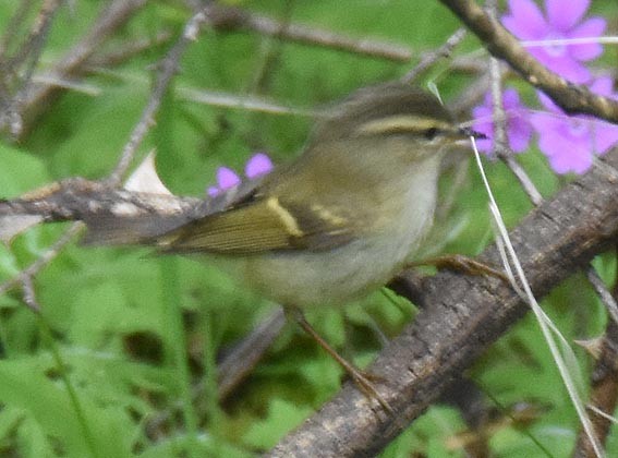 Buff-barred Warbler - ML642002044