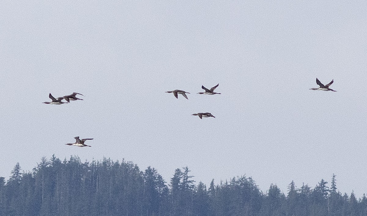 Pacific Loon - ML642002047