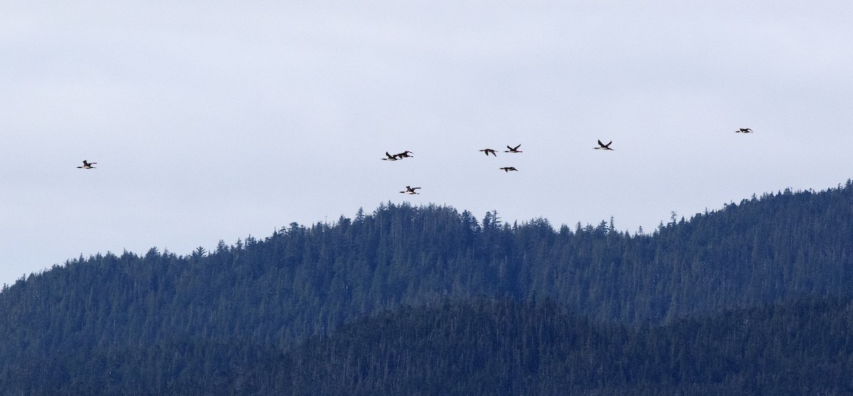 Pacific Loon - ML642002048