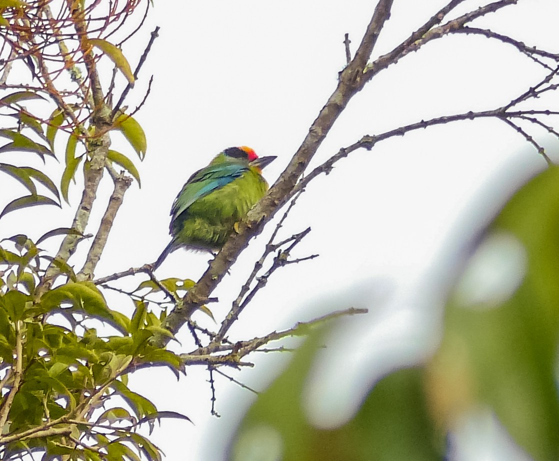 Necklaced Barbet - ML642002050