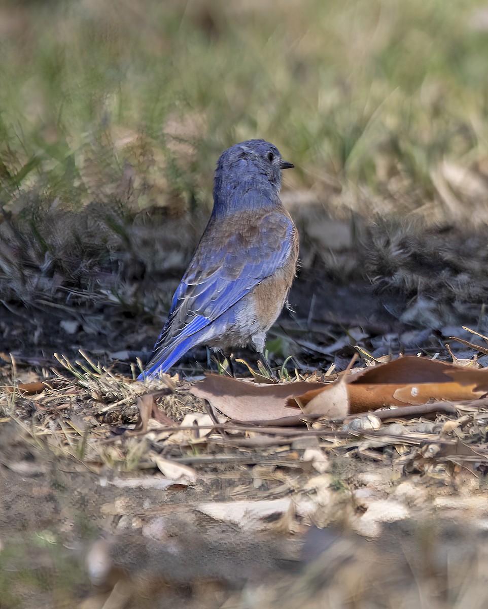 Western Bluebird - ML642002056