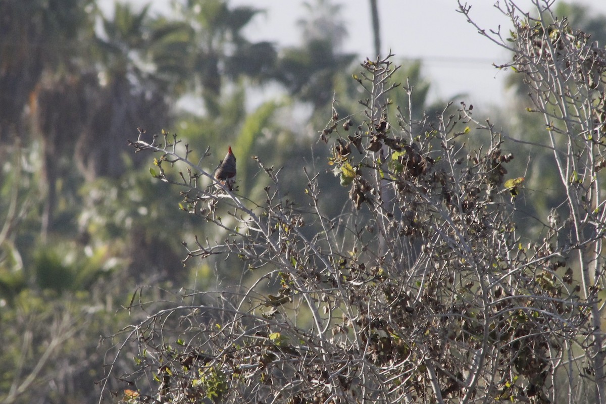 Pyrrhuloxia - ML642002059