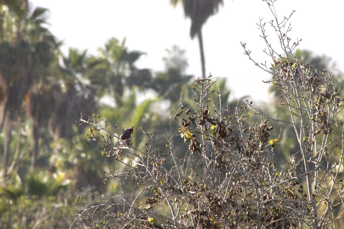 Pyrrhuloxia - ML642002060