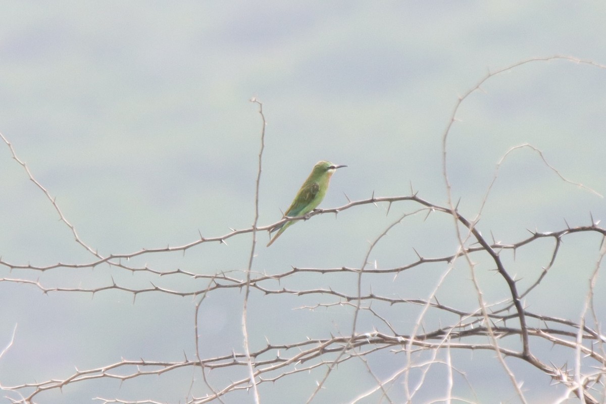 Blue-cheeked Bee-eater - ML642002063