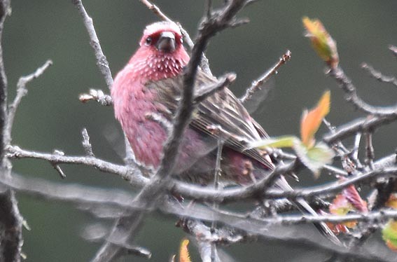 Chinese White-browed Rosefinch - ML642002070