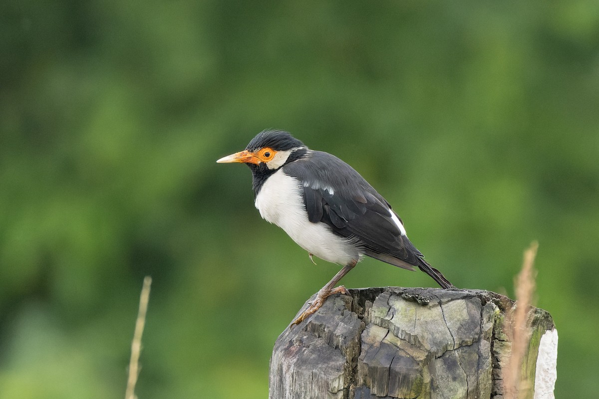 印度鵲椋鳥 - ML642002071