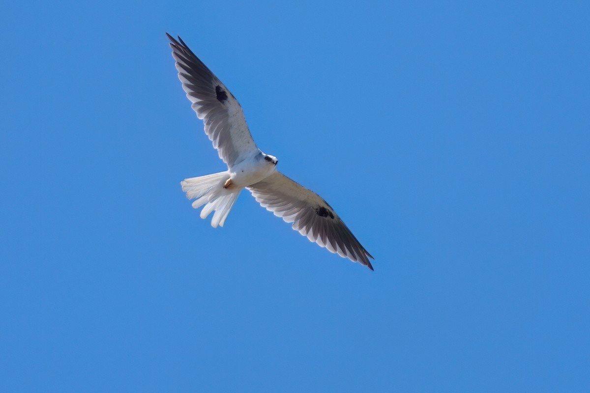White-tailed Kite - ML642002074