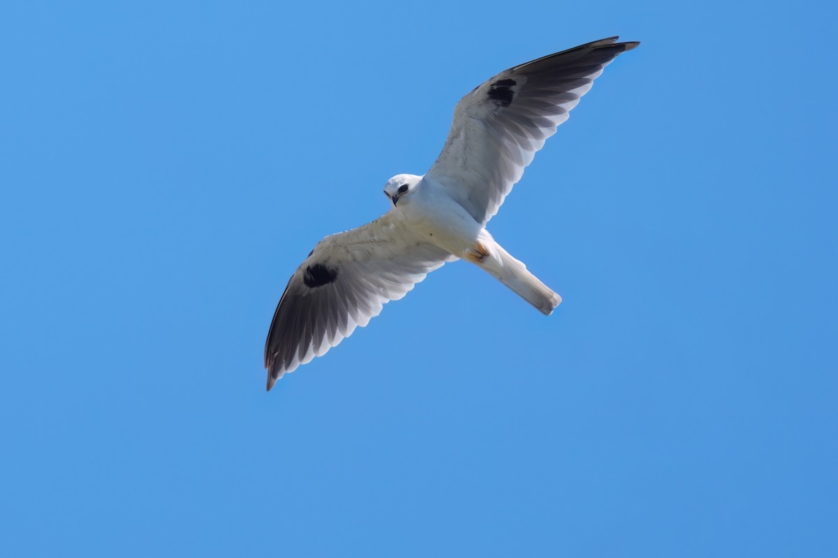 White-tailed Kite - ML642002075