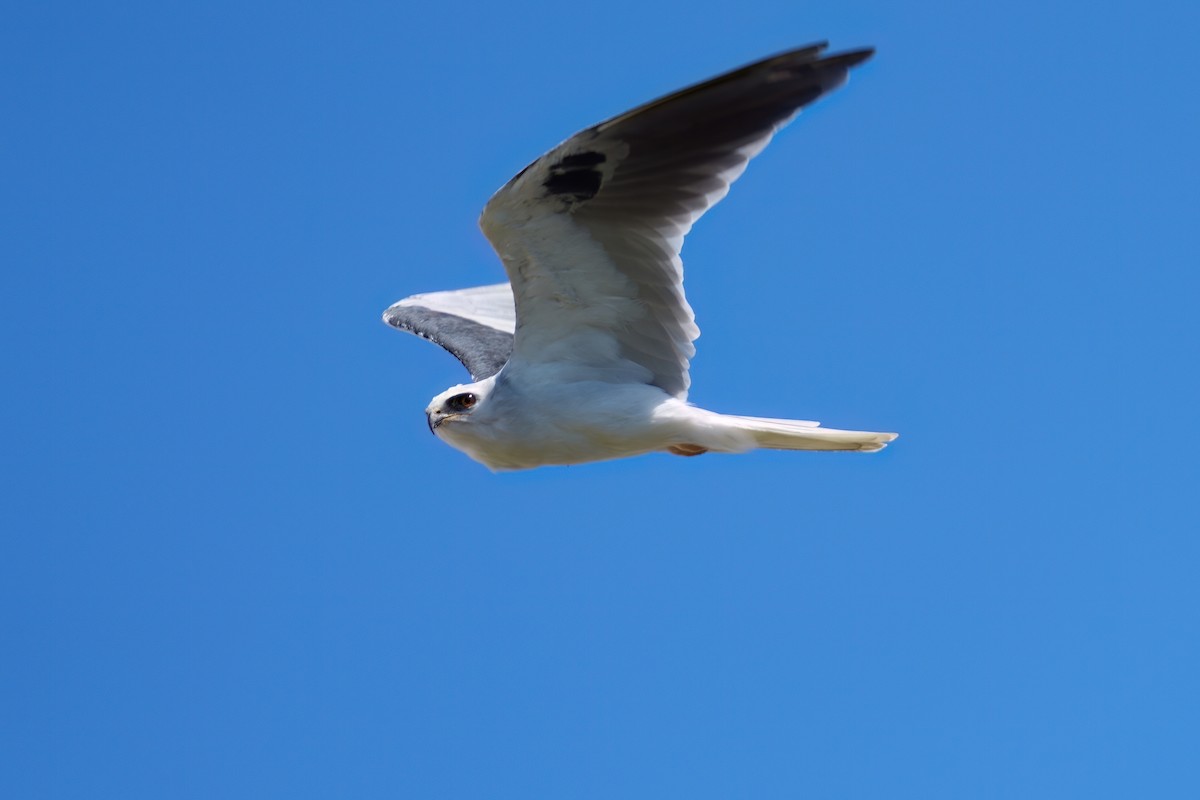 White-tailed Kite - ML642002076