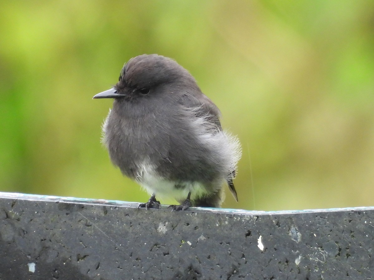 Black Phoebe - ML642002077