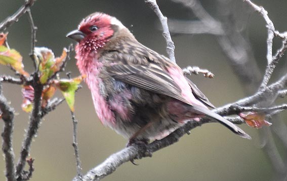 Chinese White-browed Rosefinch - ML642002078