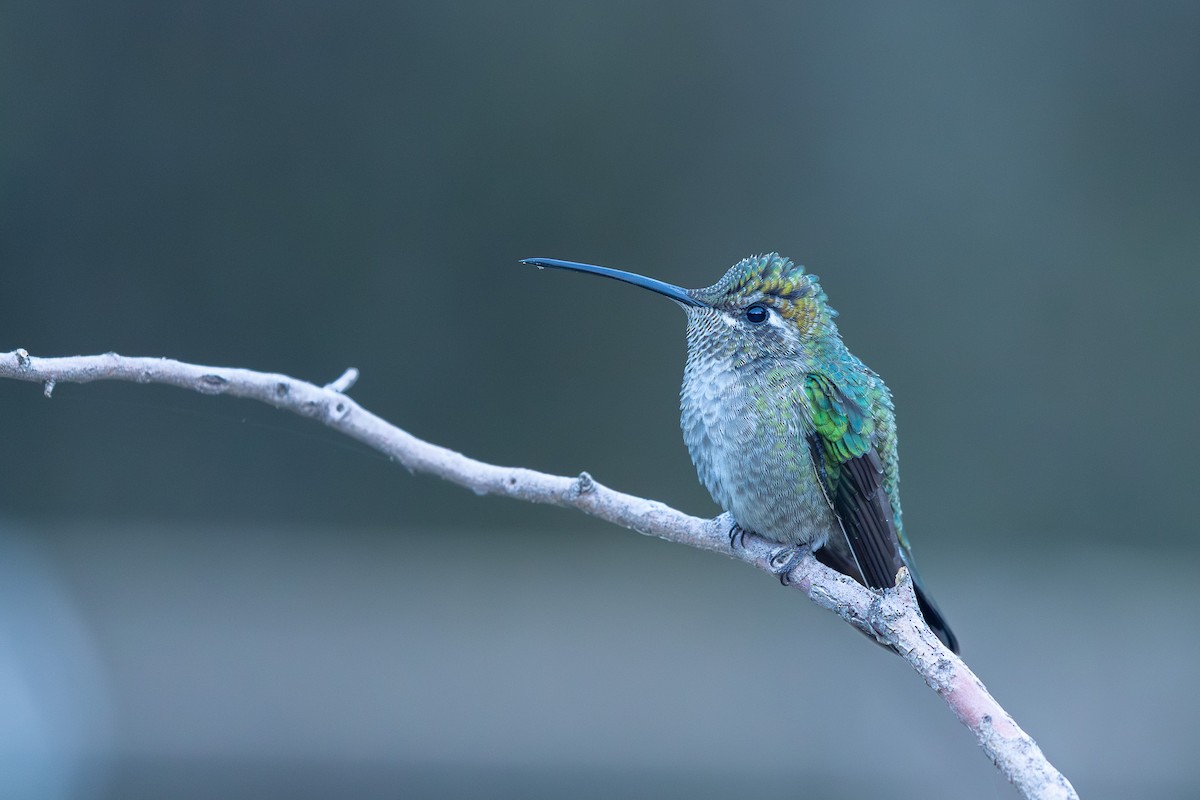 Rivoli's Hummingbird - ML642002079