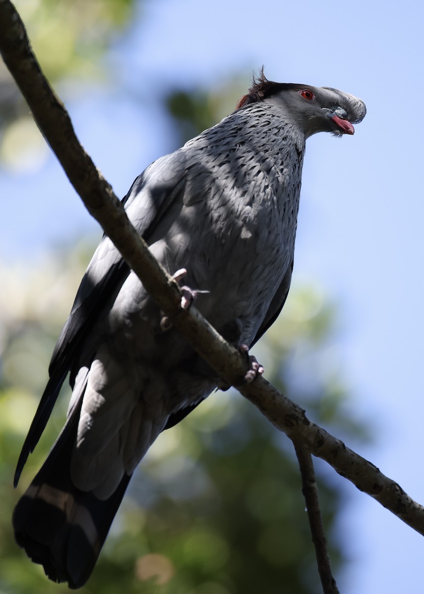 Topknot Pigeon - ML642002080