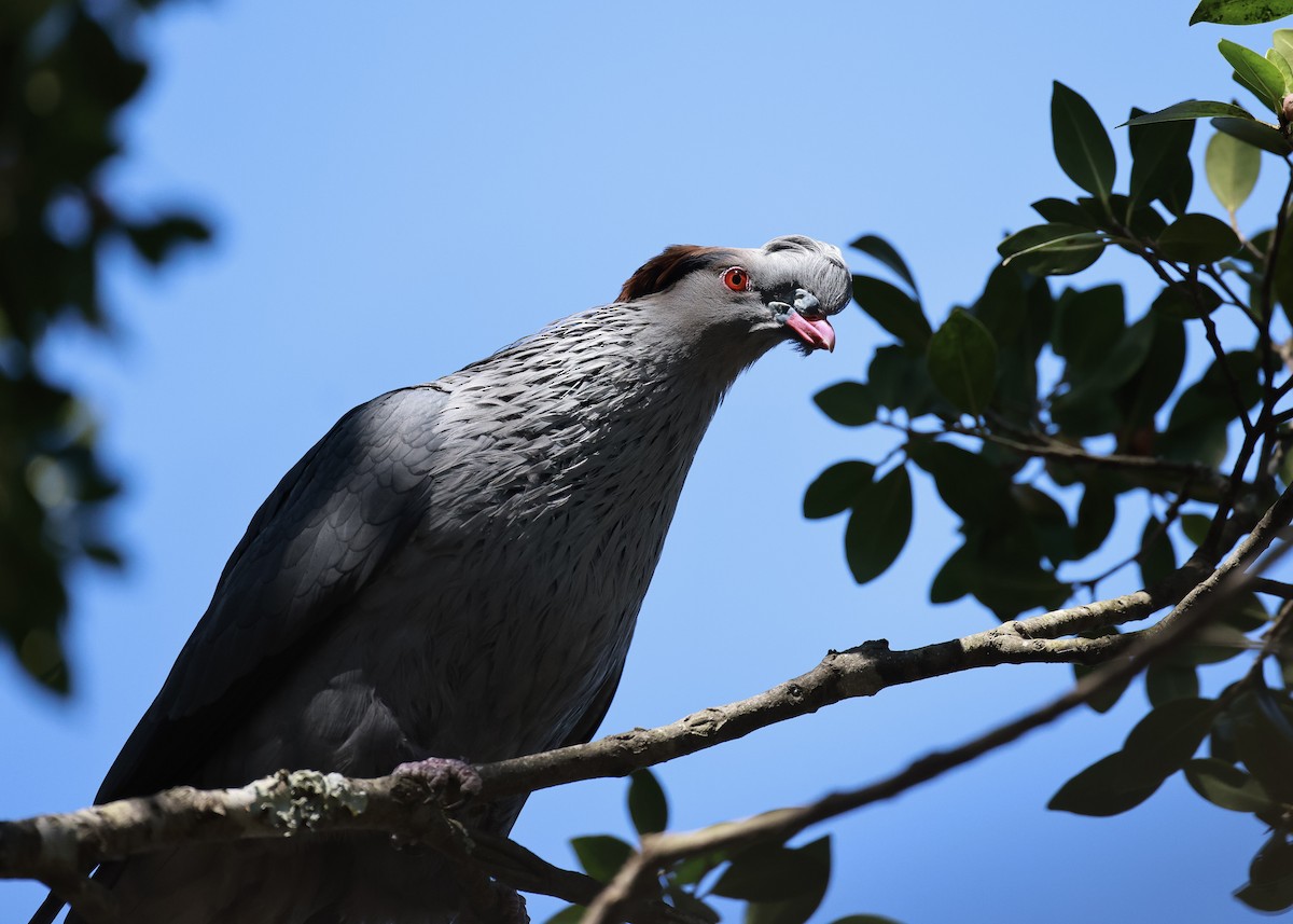Topknot Pigeon - ML642002081