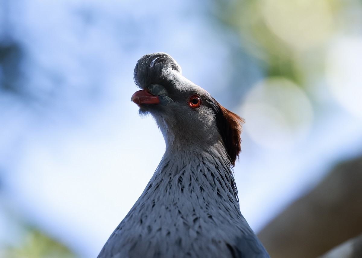 Topknot Pigeon - ML642002082