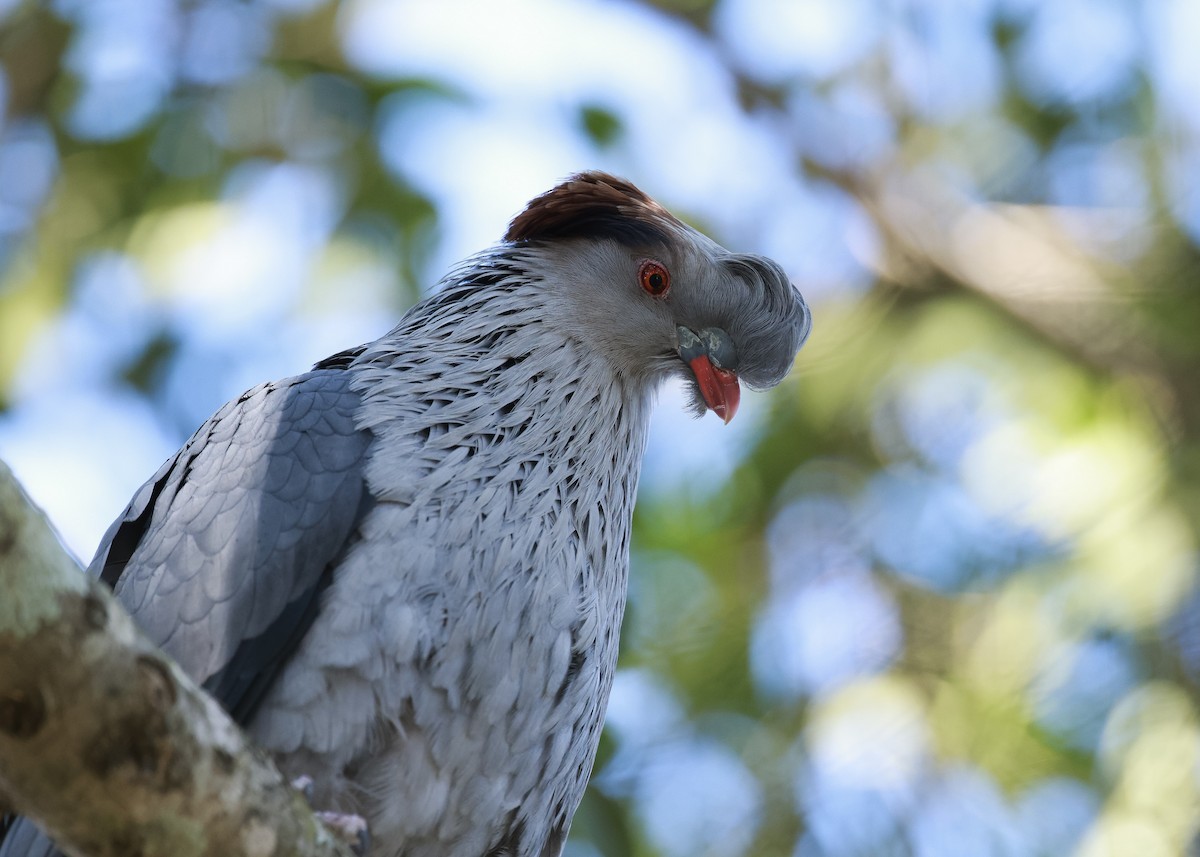 Topknot Pigeon - ML642002083