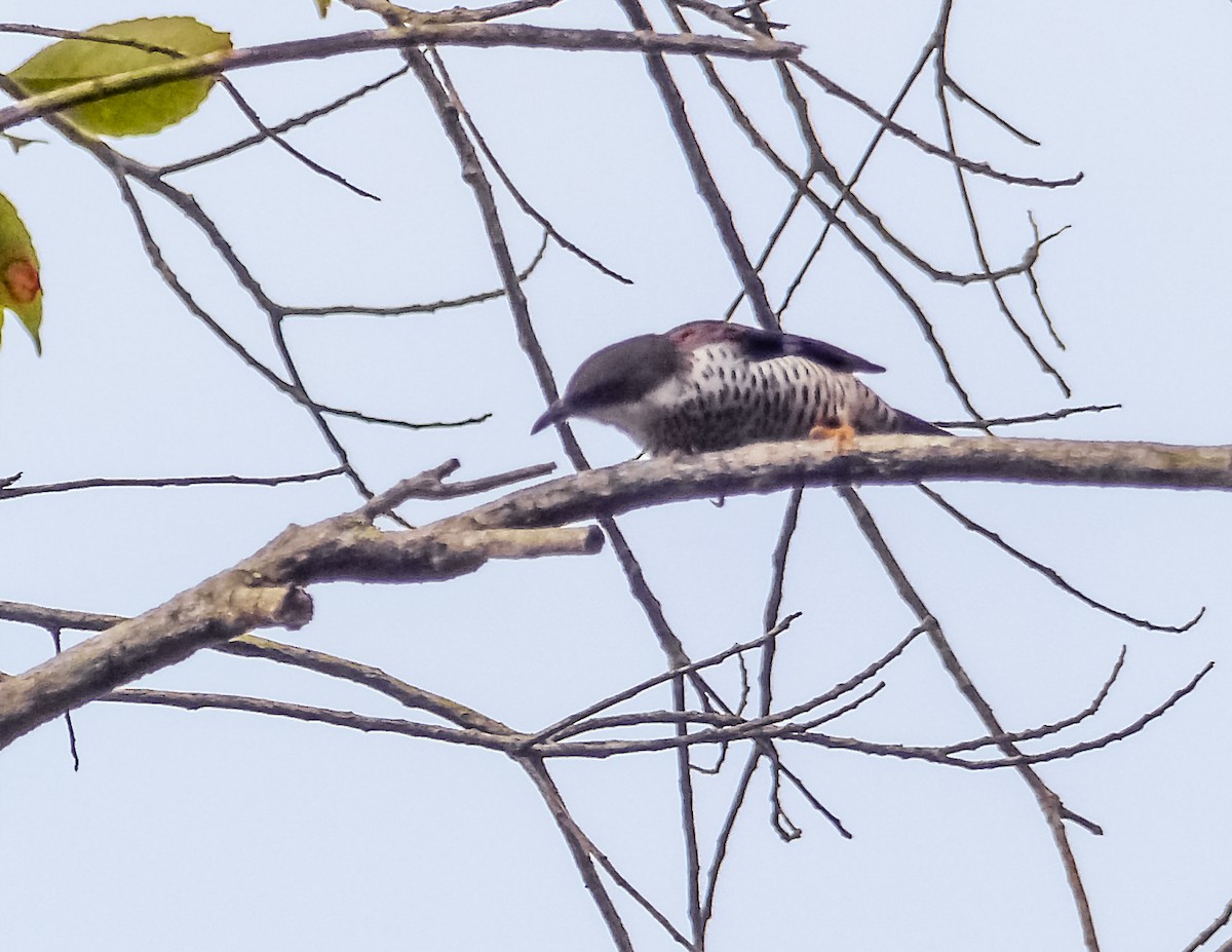 Vietnamese Cutia - ML642002101