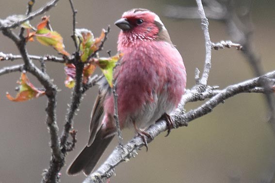 Chinese White-browed Rosefinch - ML642002102