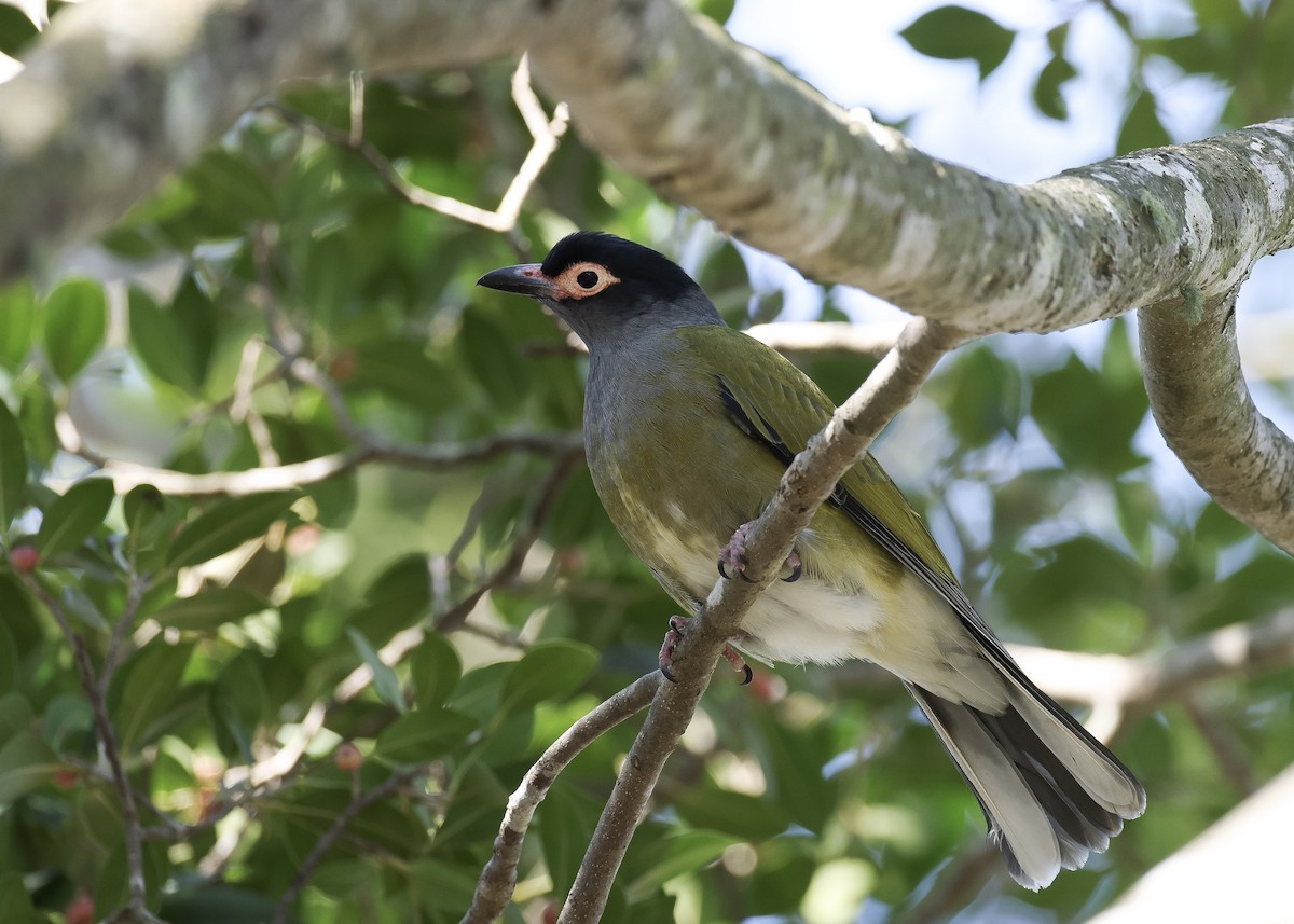Australasian Figbird - ML642002103