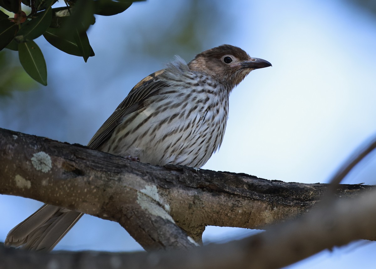 Australasian Figbird - ML642002104
